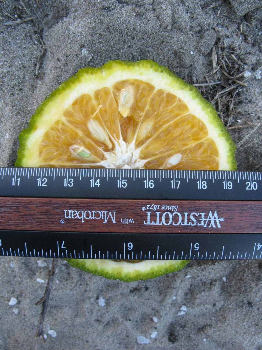              Fruit cross-section (Winter Haven, FL)       